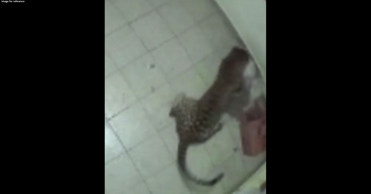 Leopard kills pet dog by entering house in Ooty